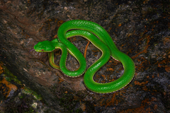 Chinese Green Tree Viper photo 2