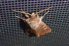 Cerastis tenebrifera