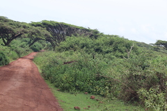 Vachellia abyssinica