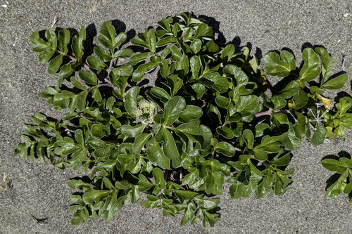 Glehnia littoralis, photograph 1