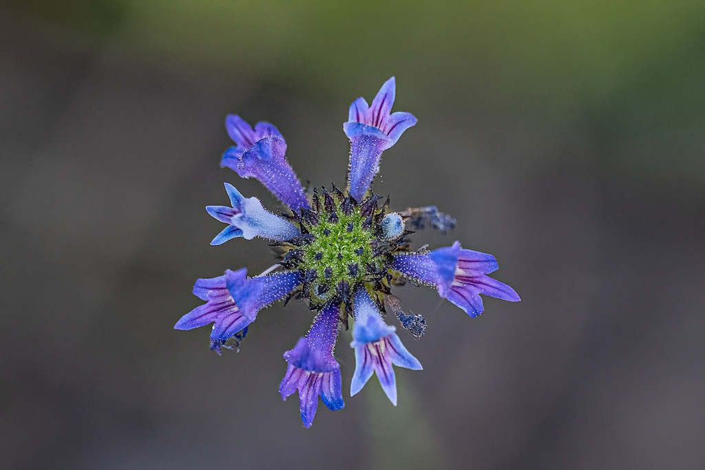 Lindernia brennanii (Lindernia brennanii)