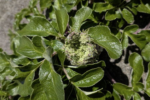 Glehnia littoralis, photograph 2