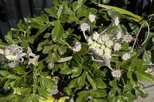 Glehnia littoralis, photograph 3