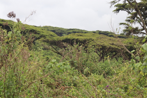 Vachellia abyssinica, photograph 3