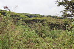 Vachellia abyssinica, photograph (c) Edmundas Greimas, some rights reserved (CC BY)