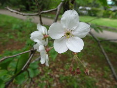 Prunus × yedoensis