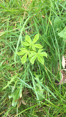 Aesculus hippocastanum