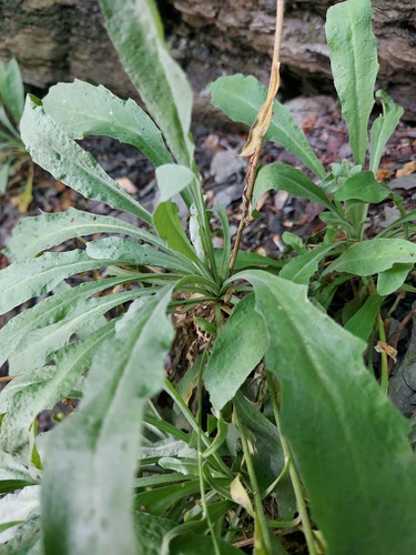 Aurinia saxatilis, photograph 3