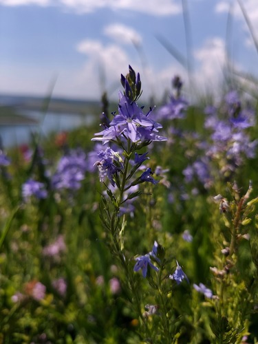 Veronica austriaca, photograph 4