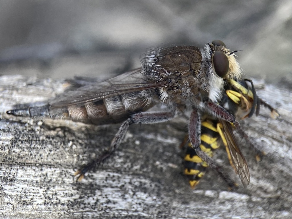 Great Plains Lion Fly