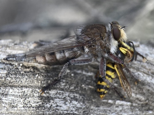 Great Plains Lion Fly