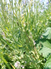 Veronica austriaca, photograph (c) naturalist_ua_97, some rights reserved (CC BY)