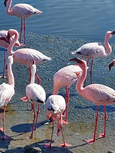 iNaturalist image