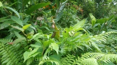 Disporum kawakamii