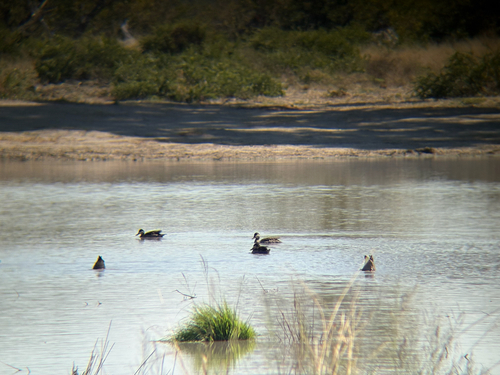 iNaturalist image