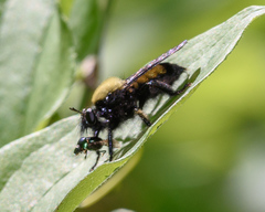 Laphria macquarti