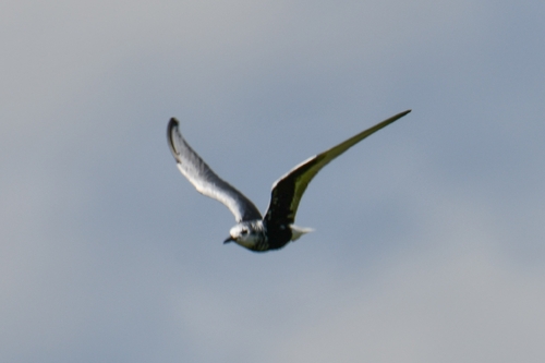 iNaturalist image