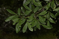 Guioa semiglauca