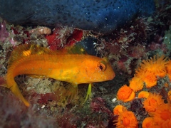 Ringneck Blenny photo 1