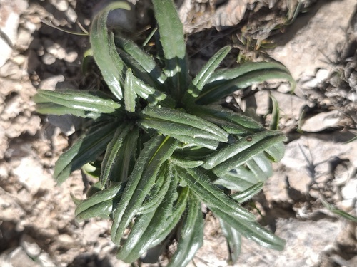 Saussurea pygmaea, photograph 5
