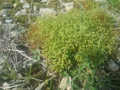 Funaria flavicans