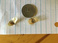 Handroanthus guayacan