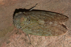 Yanga guttulata