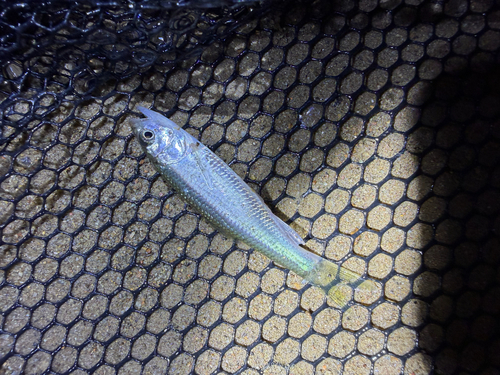 Chinese Hooksnout Carp