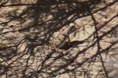 Phrynocephalus guttatus