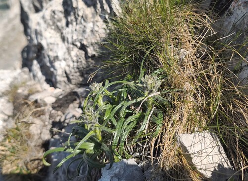 Saussurea pygmaea, photograph 6