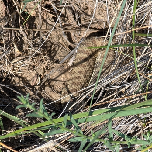 Prairie Rattlesnake
