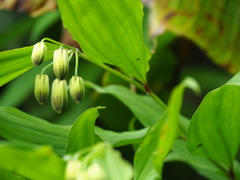 Disporum kawakamii
