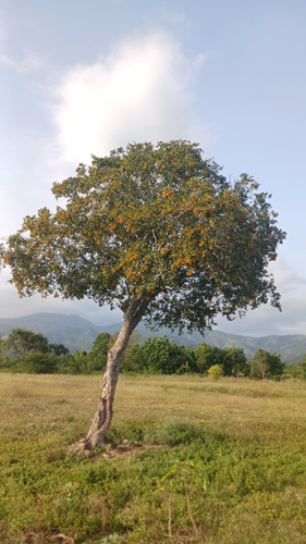 Guaiacum officinale