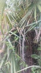 Hairy Thatch Palm (Zombia antillarum)