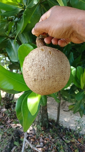 Mammea americana