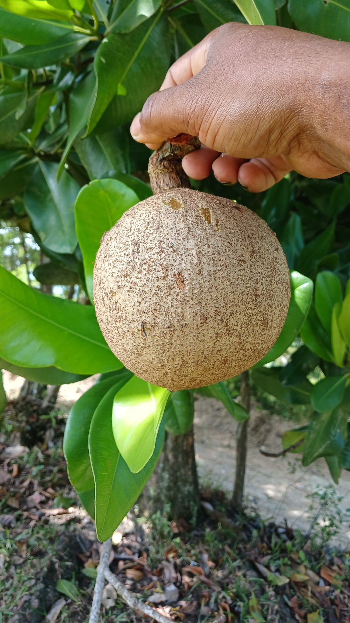 Imagem de Abricó-de-macaco