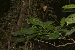 Clerodendrum floribundum