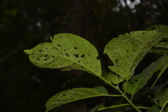 Clerodendrum floribundum