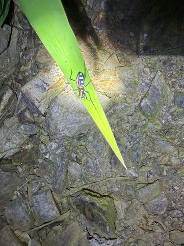 Golden-spotted Tiger Beetle