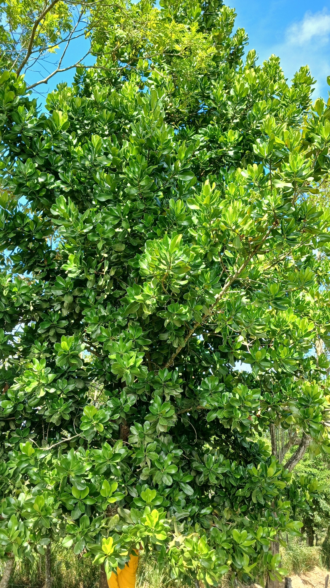Imagem de Abricó-de-macaco