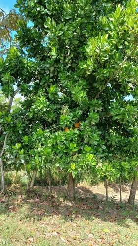 Mammea americana, photograph 4