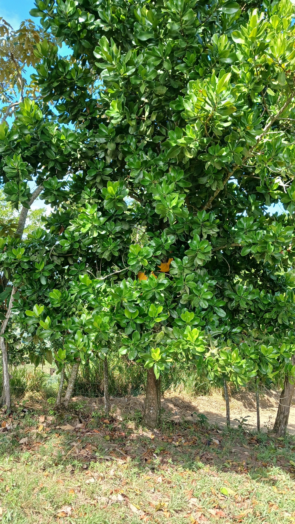 Imagem de Abricó-de-macaco