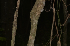 Clerodendrum floribundum