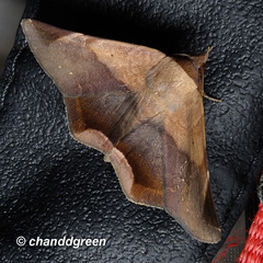 Psimada quadripennis