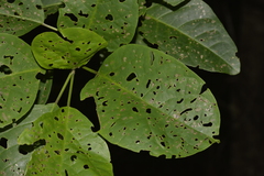 Clerodendrum floribundum