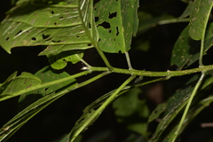 Clerodendrum floribundum