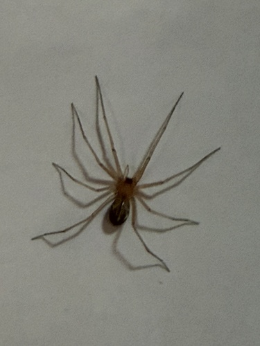 Cosmopolitan Spider Hunter