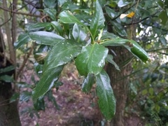 Myrsine laetevirens