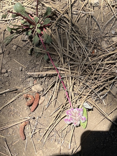 iNaturalist observation photo of One-seeded Pussypaws
