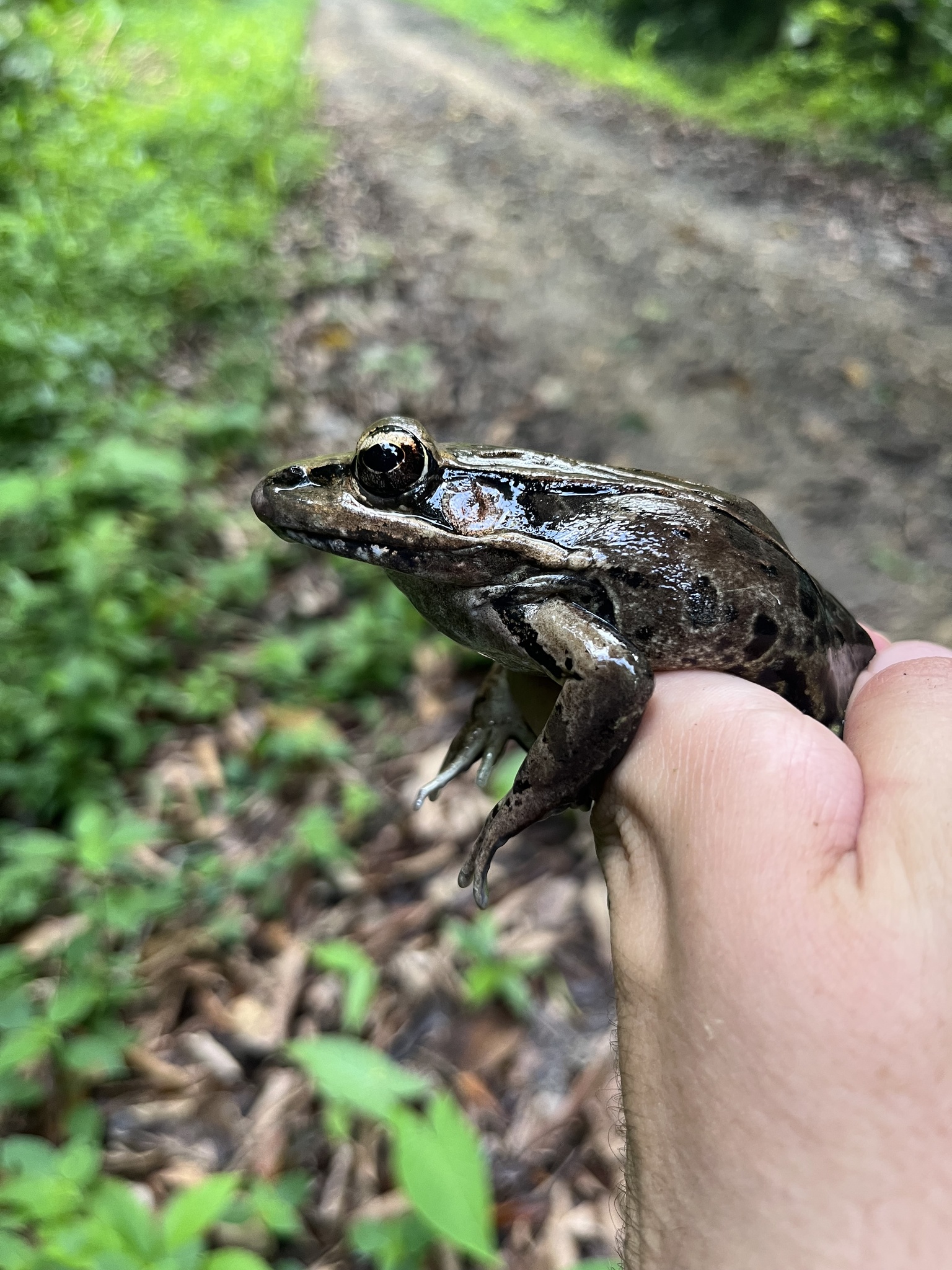 Julian's Frog photo 6